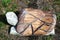 Wooden frog like sculpure in Cadore in Dolomity mountains, Italy