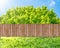 Wooden garden fence at backyard, green grass, tree and blue sky