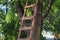 Wooden garden ladde leaning against a tree in the Park. Pruning gardening high tree concept. ladder cut and rip prun branch home