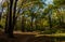 Wooden Gazebo, Autumn in the M. M. Gryshko National Botanical Garden