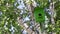 Wooden green birdhouse hangs on a birch tree at summer day in park.