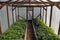 Wooden greenhouse with plants