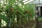 Wooden greenhouse with tomatoes and peppers