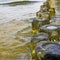 Wooden groynes covered with yellow green algae