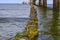 Wooden groynes covered with yellow green algae under a pier with columns of concrete and rusty metal