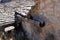 wooden gutter from a medieval tree trunk or branch from a very old farmhouse wall roof tiles house