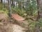 A wooden hammock in the woods on a sunny day is quite a restful place.