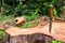 Wooden handle knife on the tree stump.