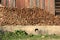 A wooden heap is stored in front of a warehouse in a village (Bhutan)