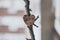 Wooden heart on a apple tree