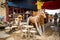 Wooden Horse in a Market Stall