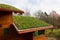 Wooden house with extensive green living roof covered with vegetation