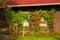 A wooden house in the forest, grapes braided the wall and windows. Autumn sunny