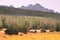 Wooden houses in the middle of evegreen spruce forest and mountain landscape in the background