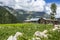 Wooden houses and mountain backdrop, Chitkul Valley, Himachal Pradesh