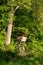 A wooden hunting blind at forest edge