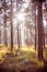 Wooden hunting stand in a forest with morning sun