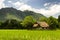 Wooden hut in the middle of rice field