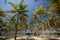 A wooden hut underneath coconut palm trees.