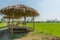 The wooden huts in a rice green in the field a vast area