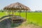 The wooden huts in a rice green in the field a vast area