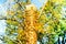 Wooden idol or pagan god against the backdrop of an autumn landscape. Close-up