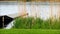 Wooden jetty in lake with grass and reed