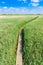 Wooden jetty in the tall green grass of Nieuwe Statenzijl