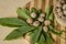 Wooden kitchen board covered with walnut leaves with nuts and wicker basket filled with nuts