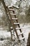 A wooden ladder on an olive tree with snow in Umbria Italy.