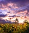 Wooden ladder at the sunflowers field