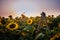 Wooden ladder to the sky in sunflowers meadow on sunset.