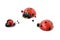 Wooden ladybugs on a white background. Three toy insects