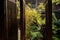 Wooden latticed windows and bamboo in yard