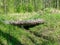 A wooden log bridge over a small ditch, wooden texture, bright green grass