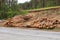 Wooden logs on background of forest. Large woodpile from sawn debarked pine wood logs