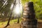 Wooden Logs with Forest on Background