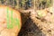 Wooden Logs with Forest - Trunks of trees cut