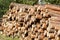 Wooden logs of pine woods in the forest, stacked in a pile. Freshly chopped tree logs stacked up on top of each other in