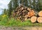 Wooden logs on the side of the road, trees prepared for removal, timber extraction concept