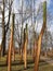 wooden logs standing upright in a park painted trees worked