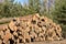 Wooden logs. Timber logging in forest