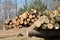 Wooden logs. Timber logging in forest