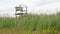 Wooden lookout tower in tall grass and reeds for hunting animals