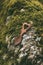 Wooden love spoons from Wales on mossy stone background. Traditional welsh wooden spoons.