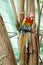 Wooden macaw or parrot birds on tree