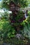 Wooden mailbox in green garden