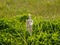 Wooden mannequin with a flower on his hand on springtime Romanticism and love concept