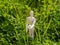 Wooden mannequin with a flower on his hand on springtime Romanticism and love concept