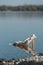 Wooden mannequin in wooden lounge chair in the water